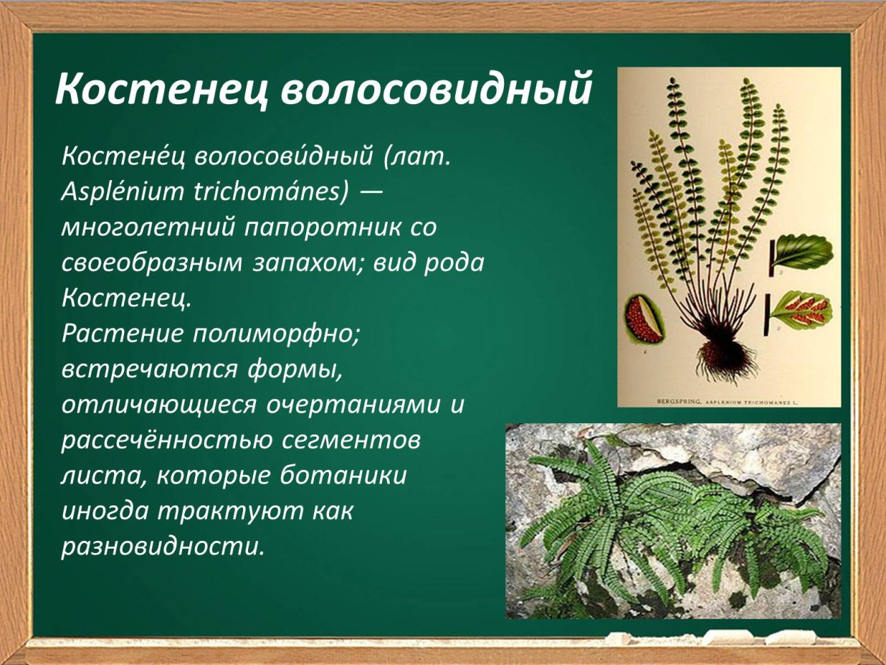 Папоротниковидные хвощи