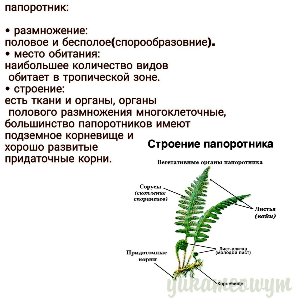 Папоротник с плоскими листьями