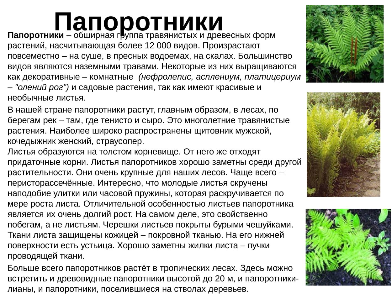 Папоротник Щитовник строение