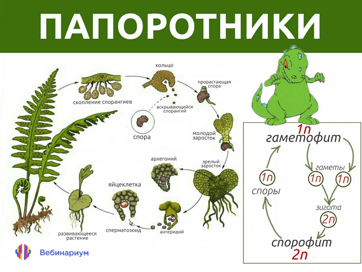 Семейство папоротниковых