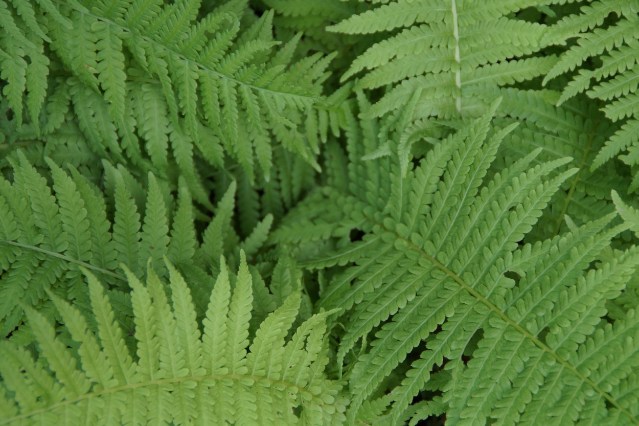 Щитовник родственный dryopteris affinis