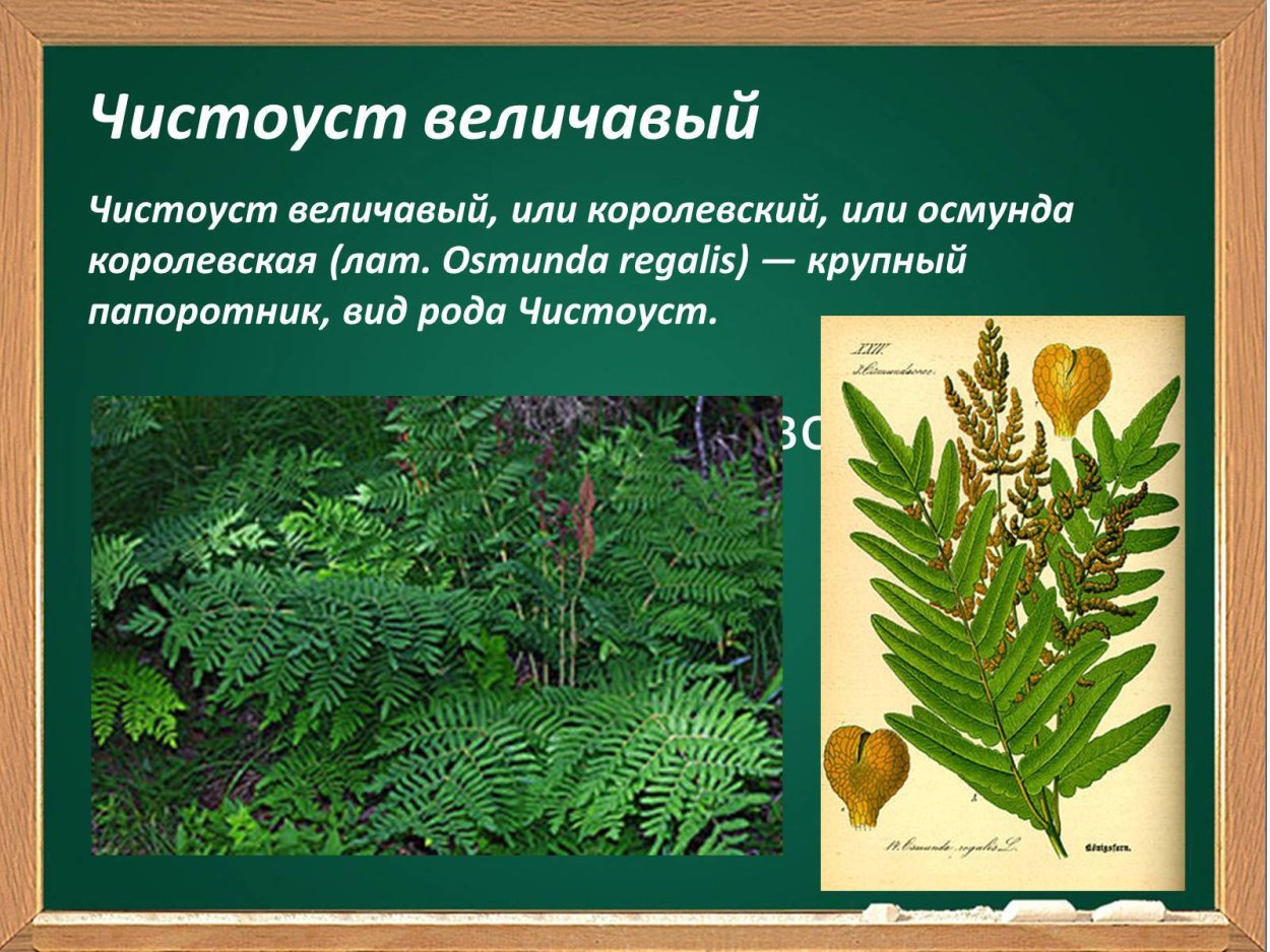 Папоротник Щитовник