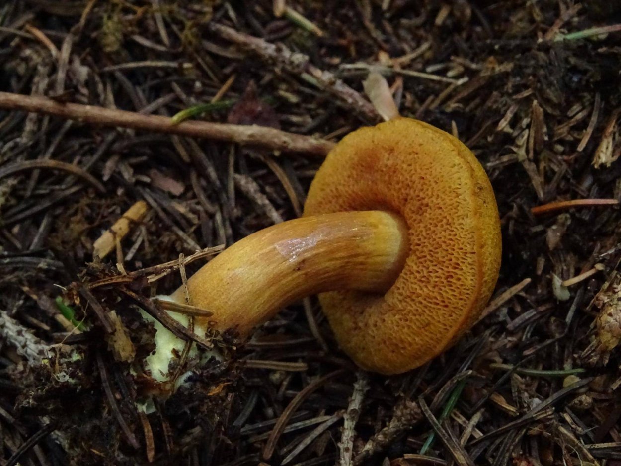 Масленок перечный (Chalciporus piperatus)