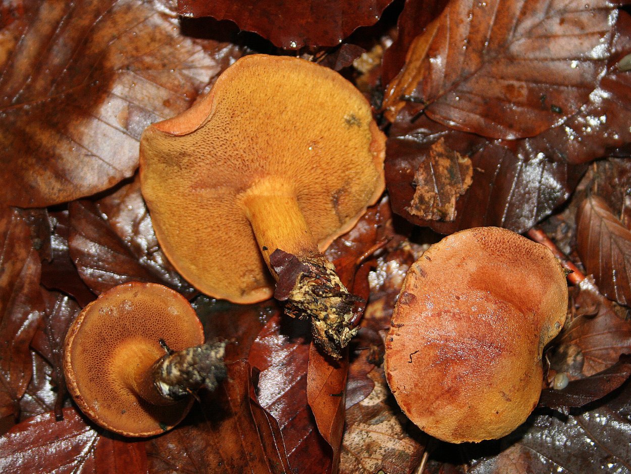 Масленок перечный (Chalciporus piperatus)