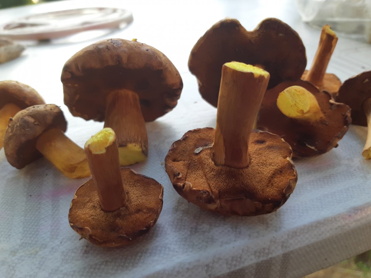 Маслёнок трентийский (Suillus tridentinus)