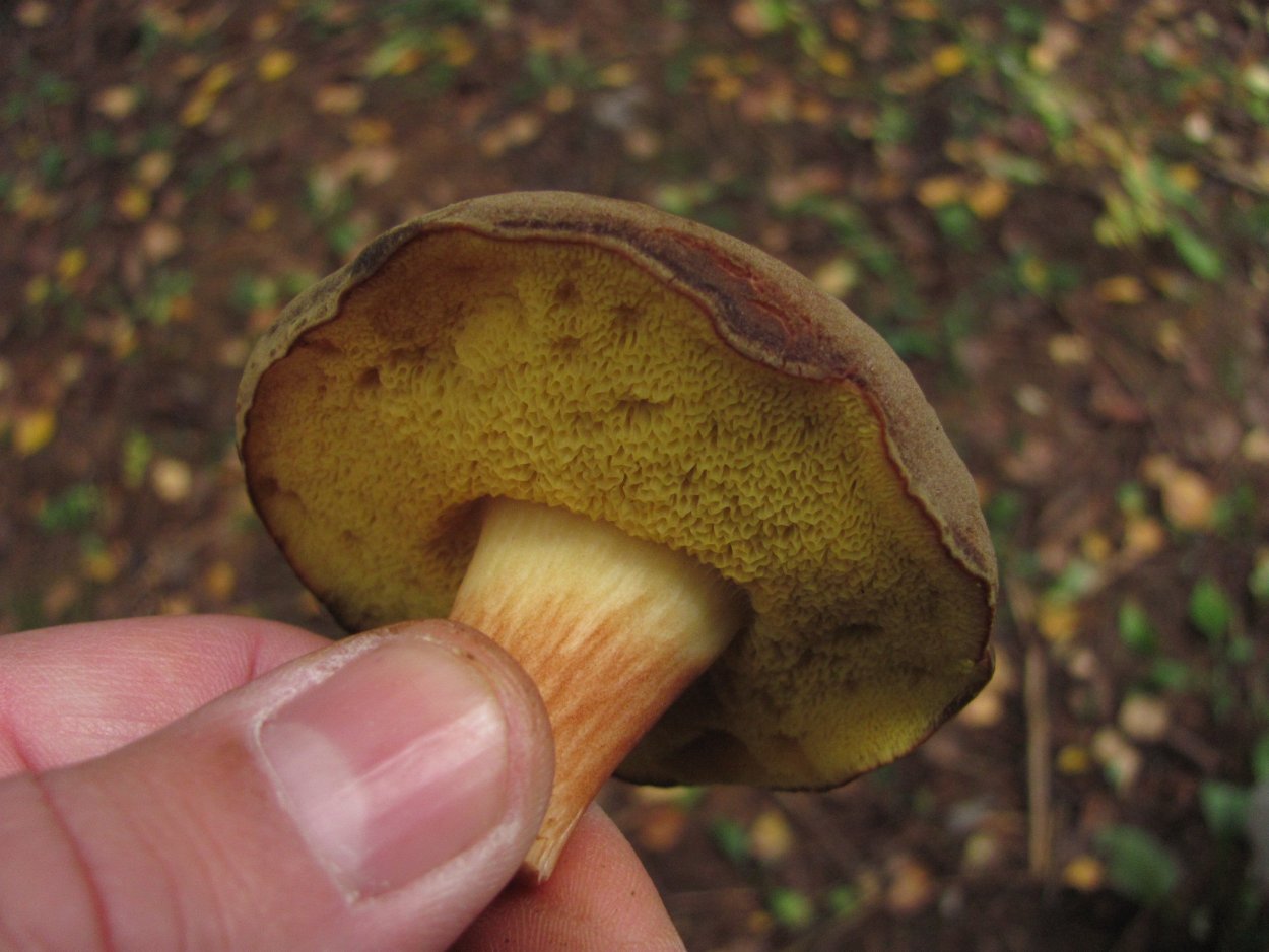 Перечный гриб Chalciporus piperatus