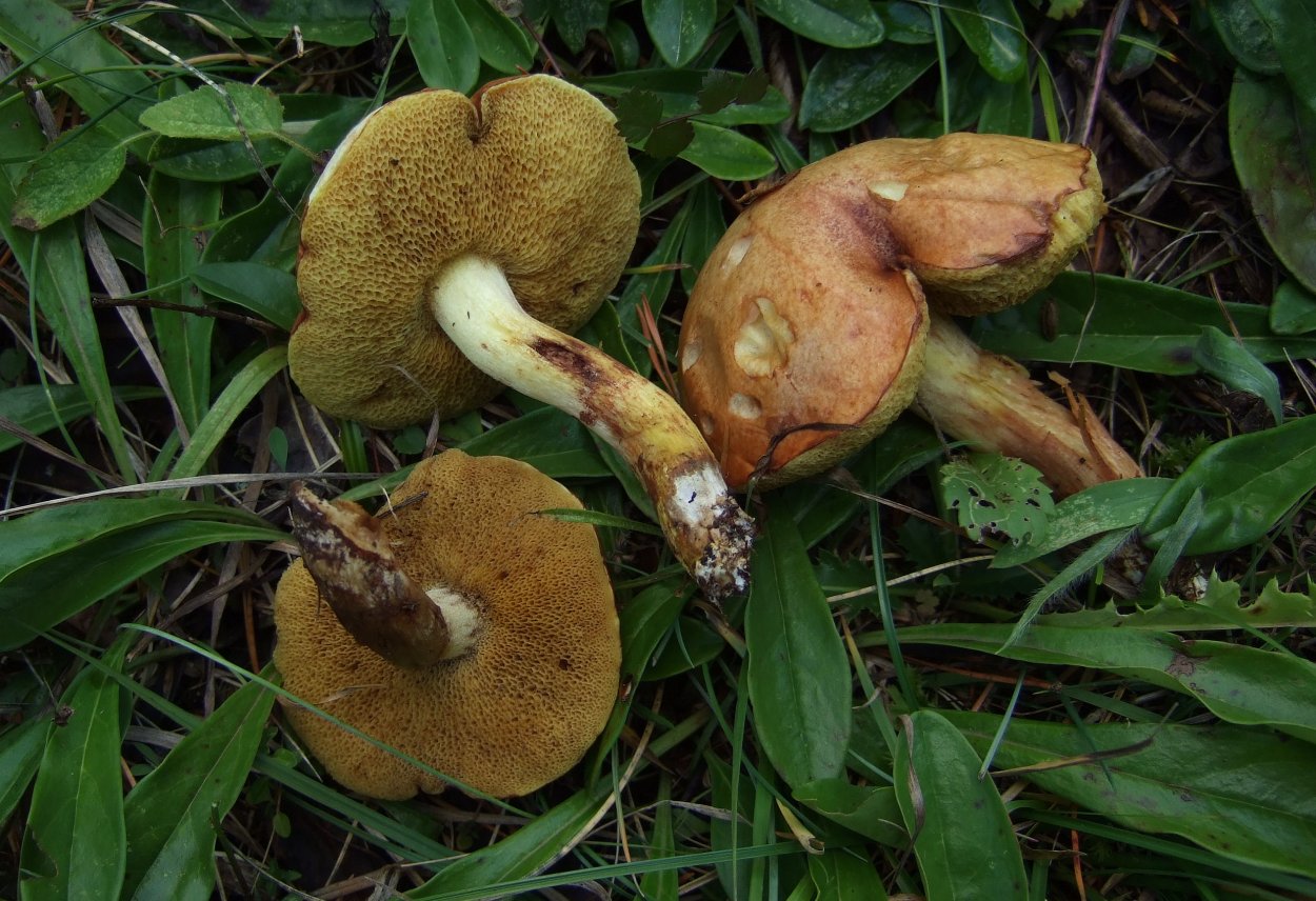 Маслёнок рубиновый (Suillus rubinus)