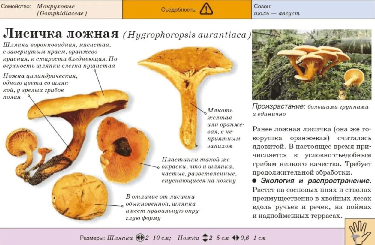 Моховик коричневый Xerocomus ferrugineus