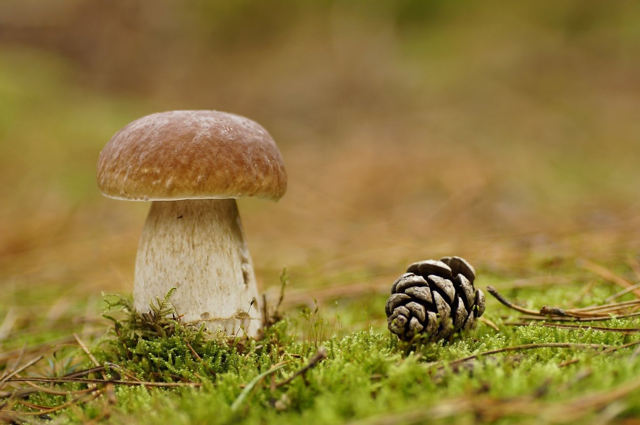 Гриб Mushroom Машрум