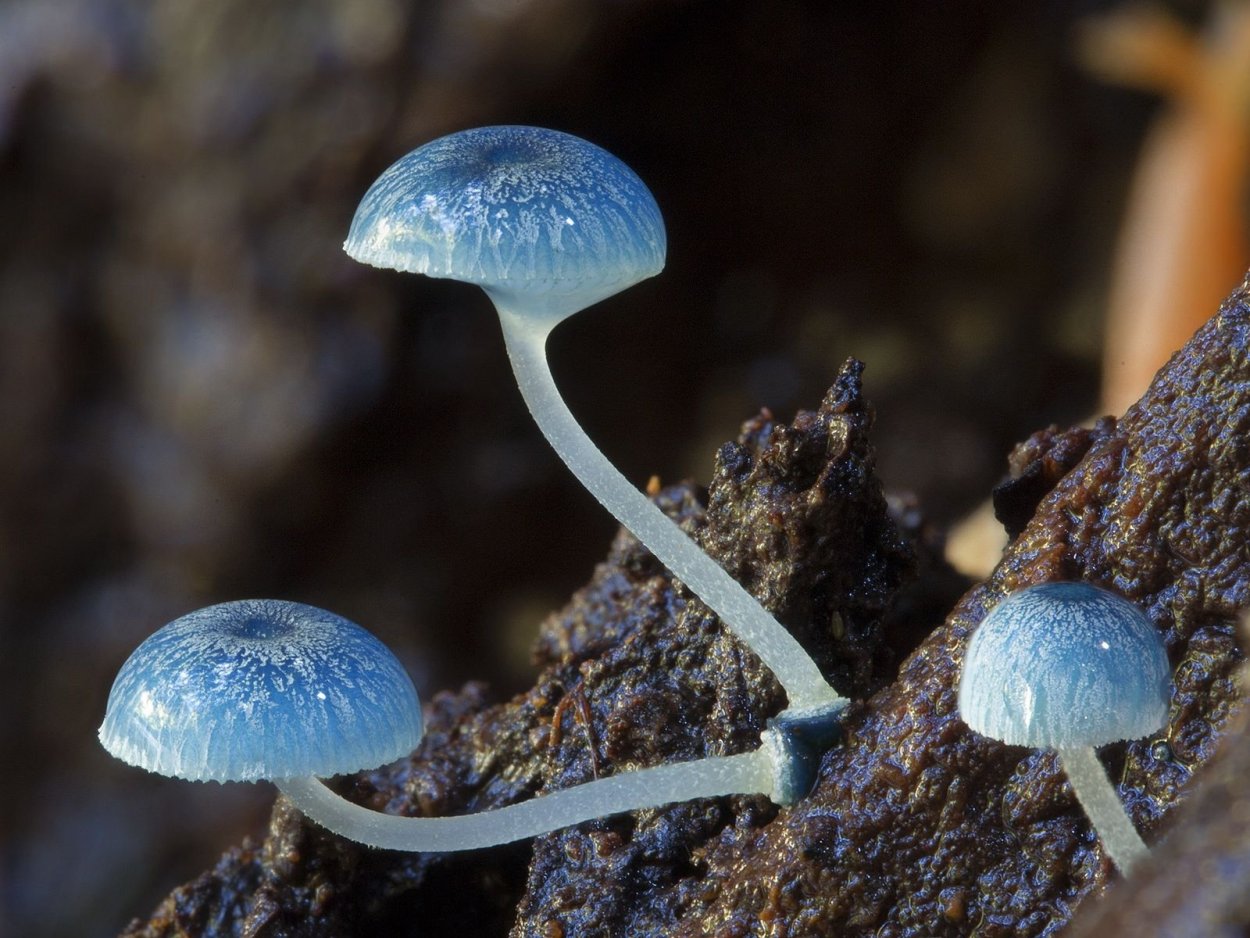 Leccinum (обабок