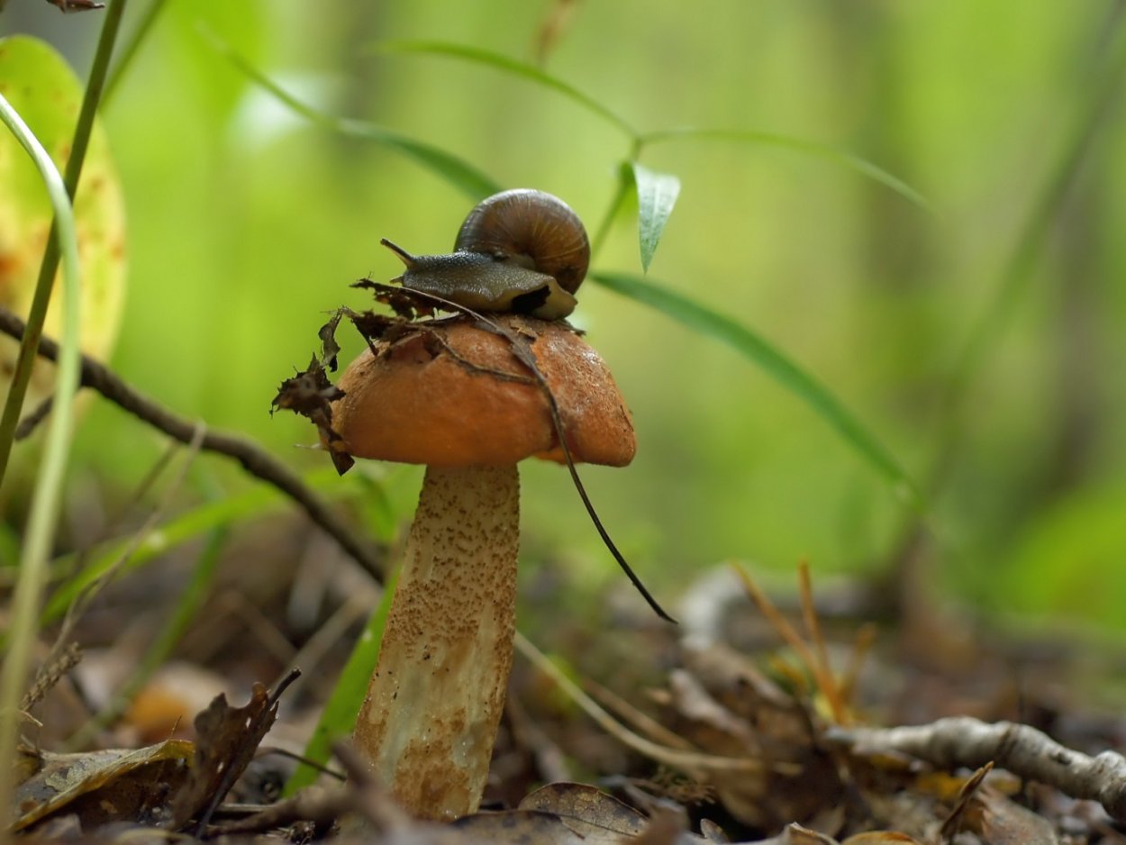 Lycoperdon umbrinum