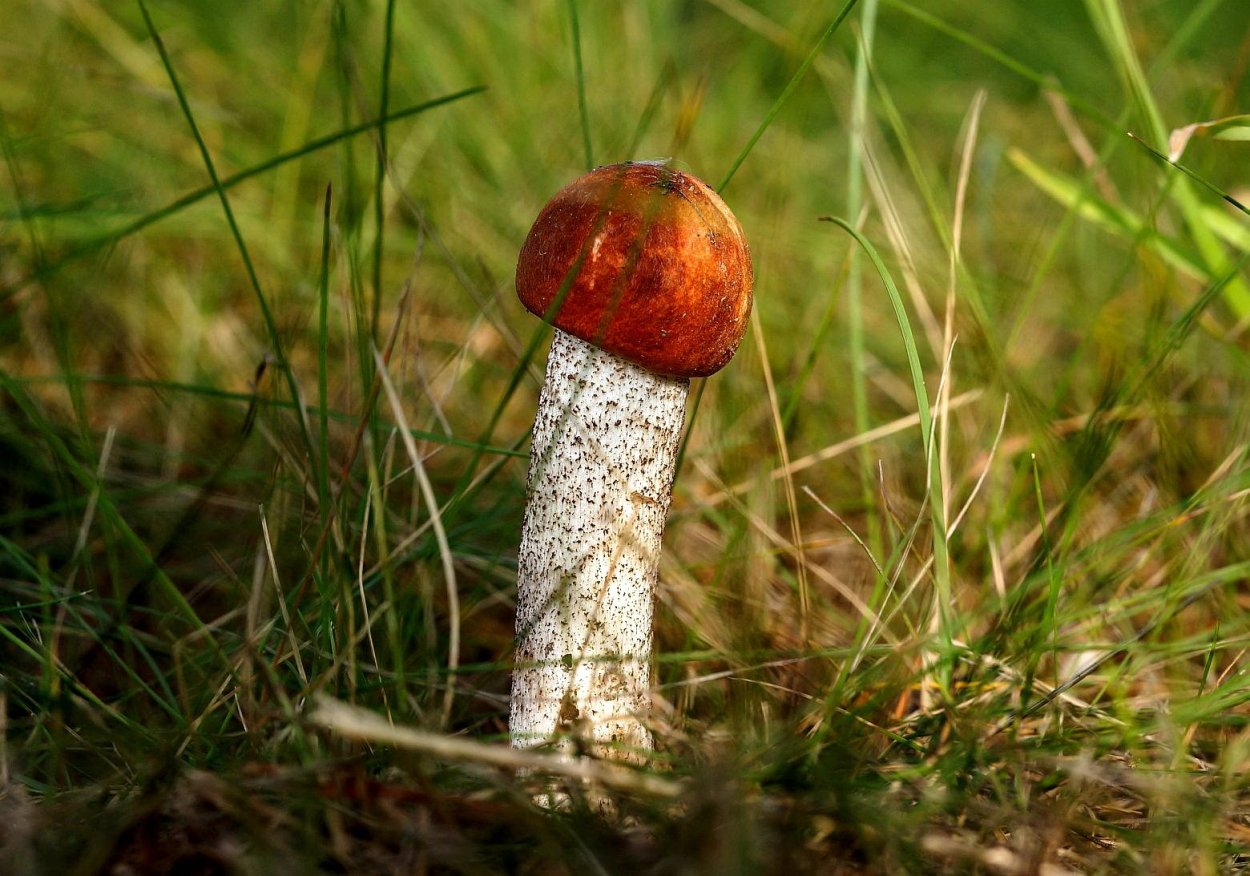 Macrolepiota procera гриб