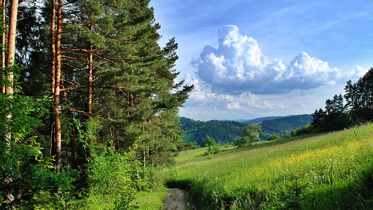 Арзамас Лесная Поляна