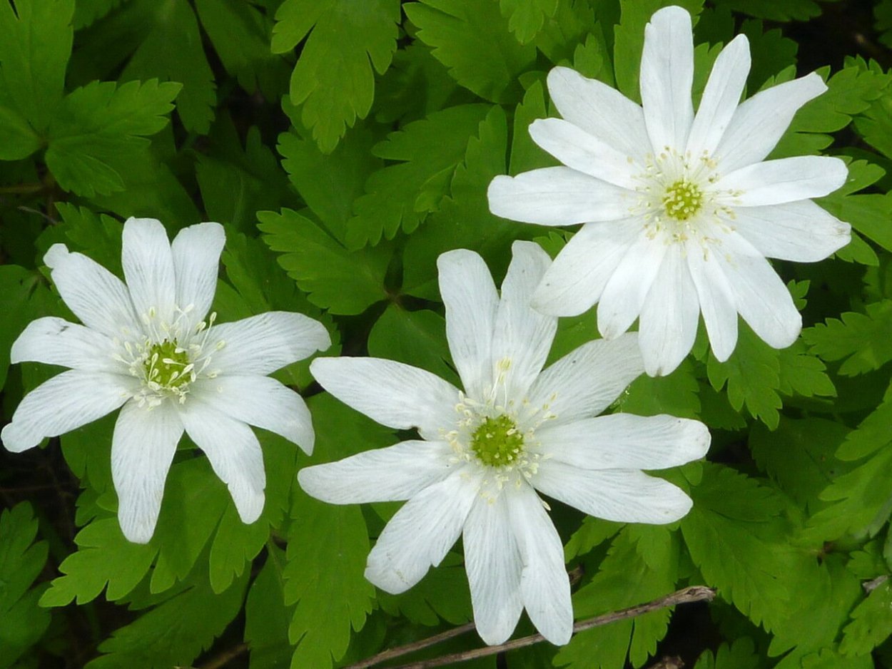 Ветреница (анемона) Лесная (Anemone Sylvestris)