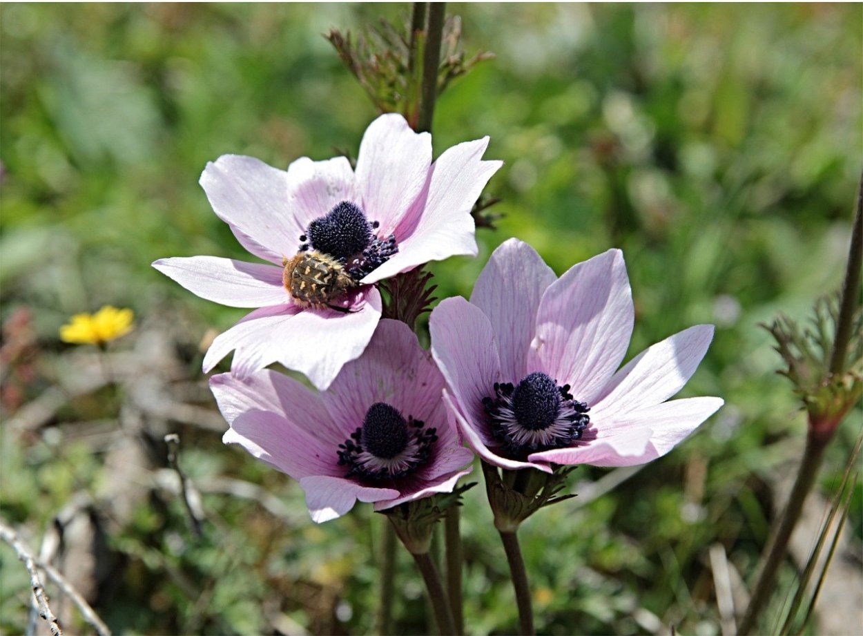 Ветреница Лесная (Anemone Sylvestris)