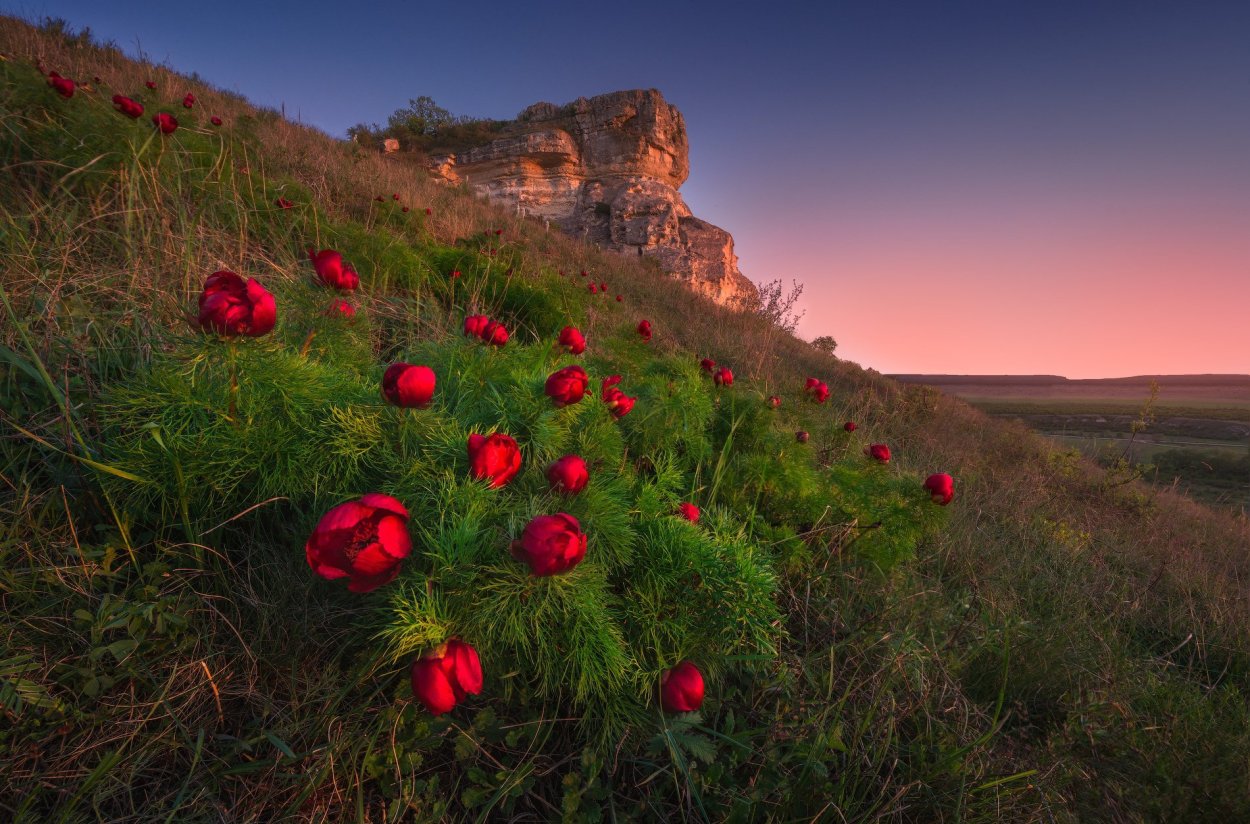 Дикие пионы в Крыму