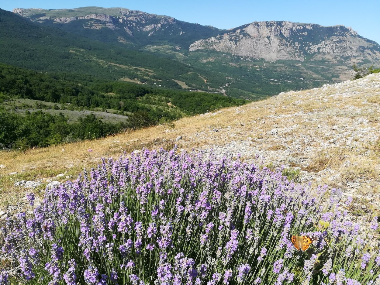Демерджи Алушта Лаванда