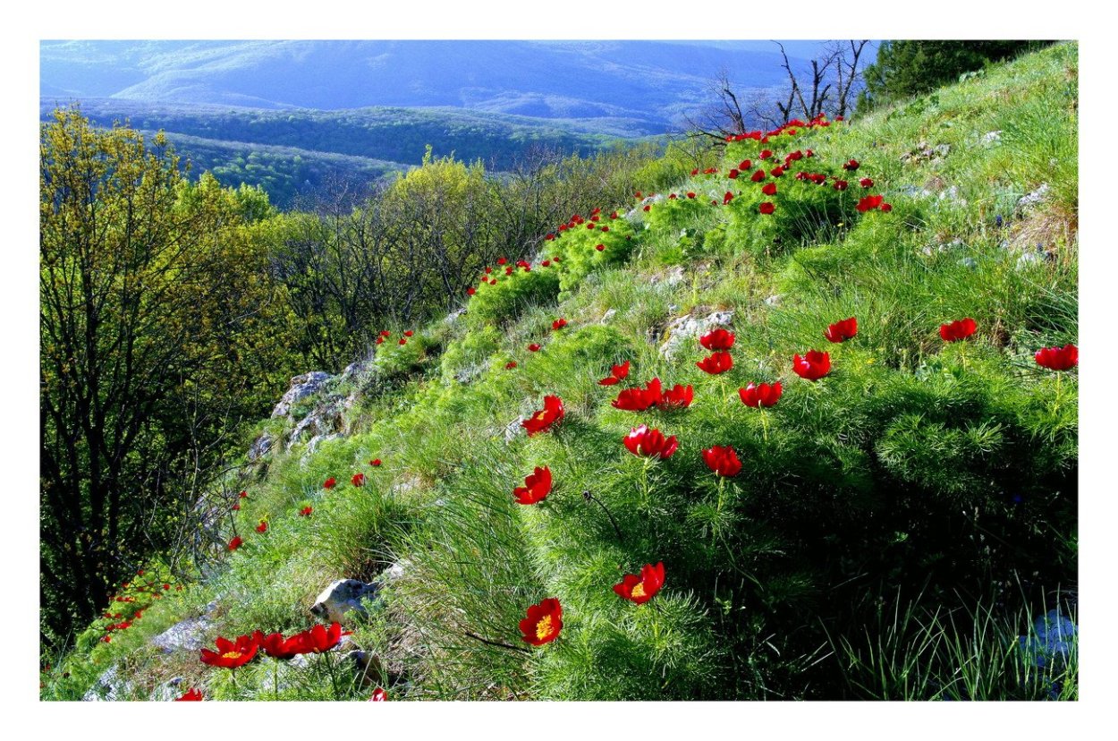 Пионы крымские горные