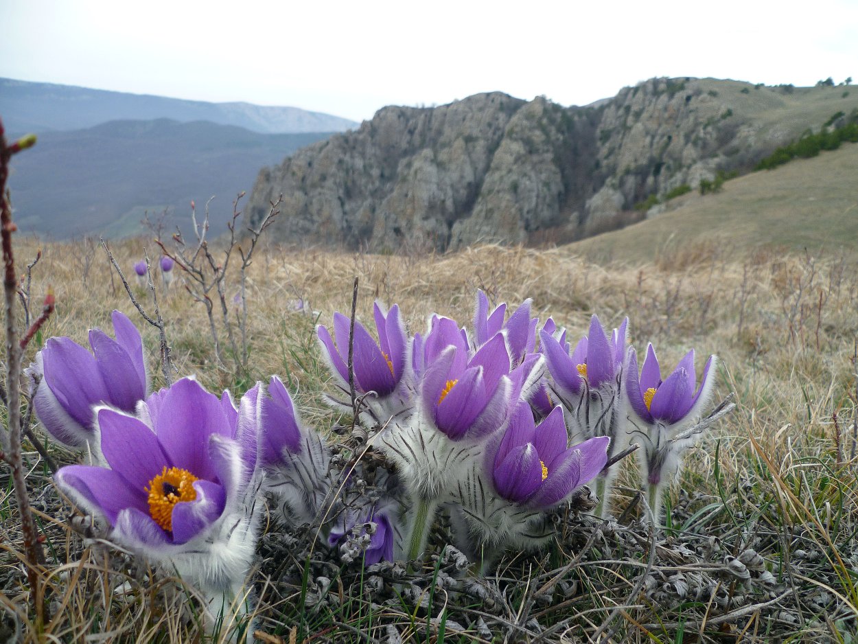 Лесные первоцветы в Крыму
