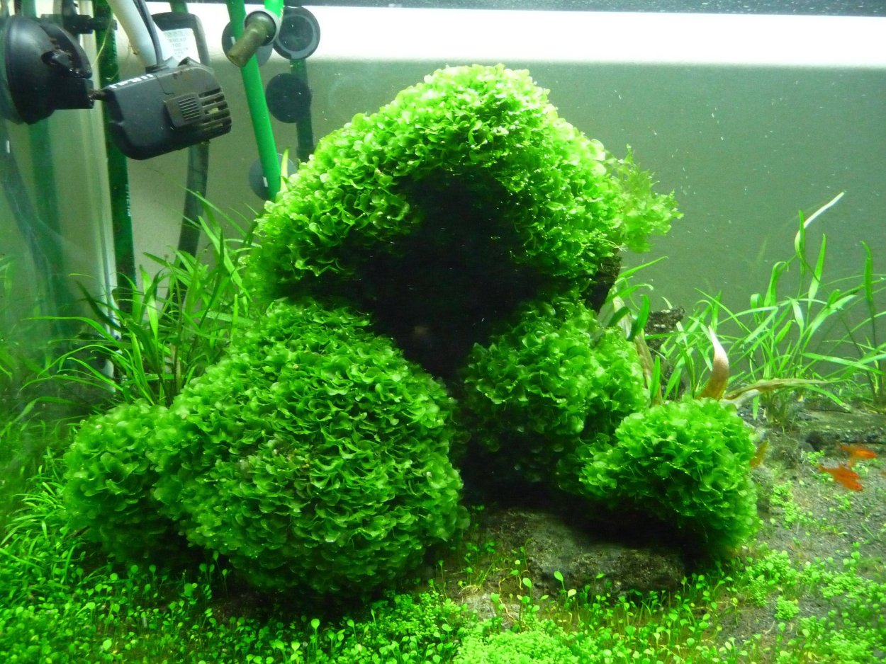 Fissidens Nobilis