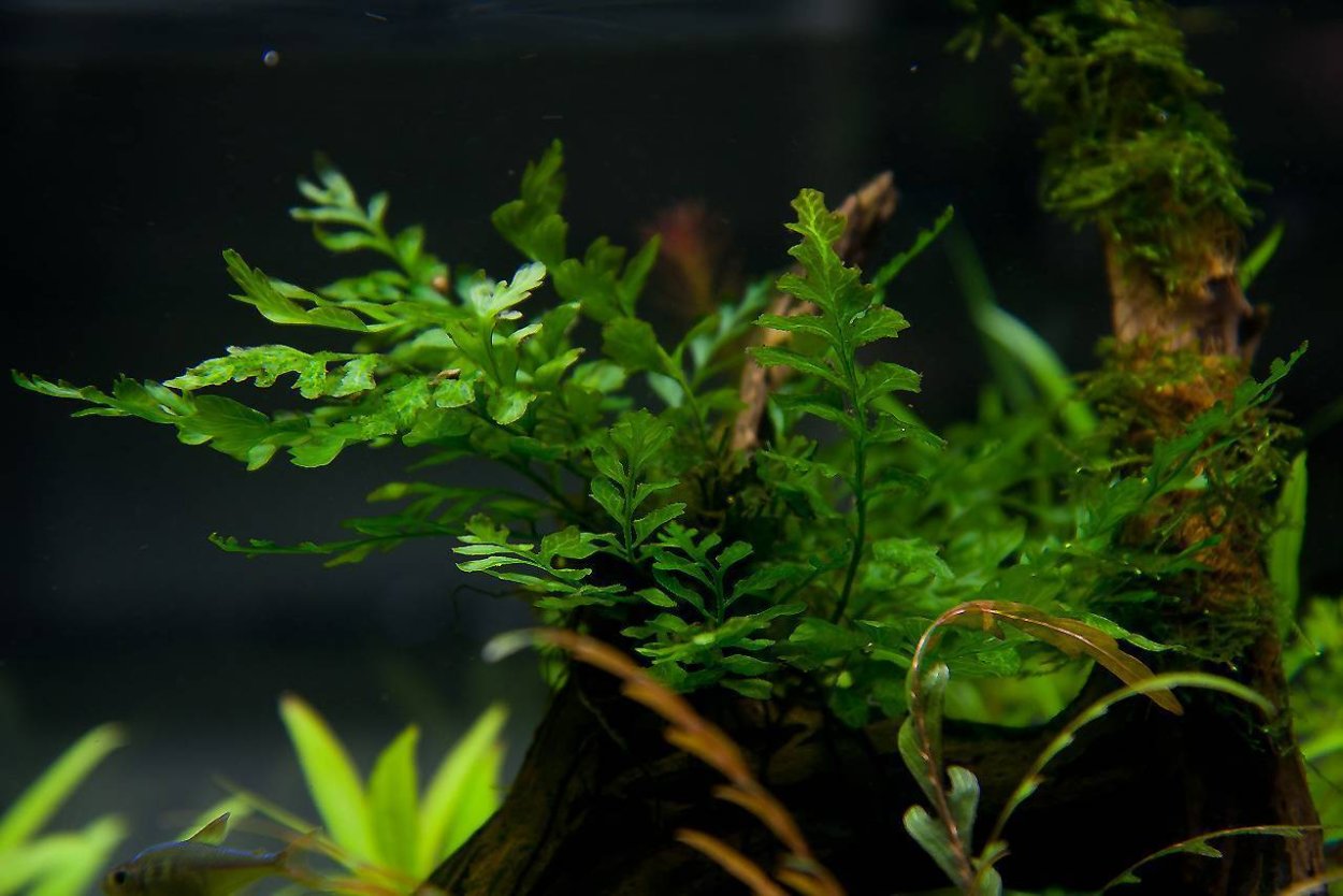Мох Districhphyllum Maibarae
