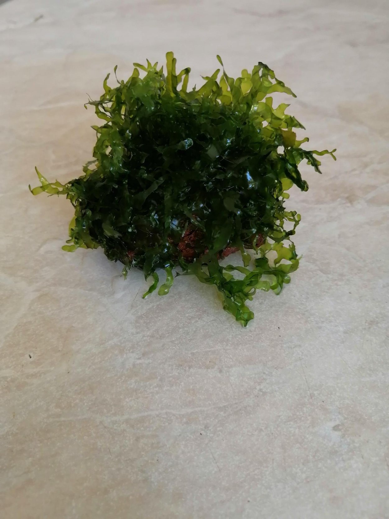 Аквариумное растение похожее на морскую капусту