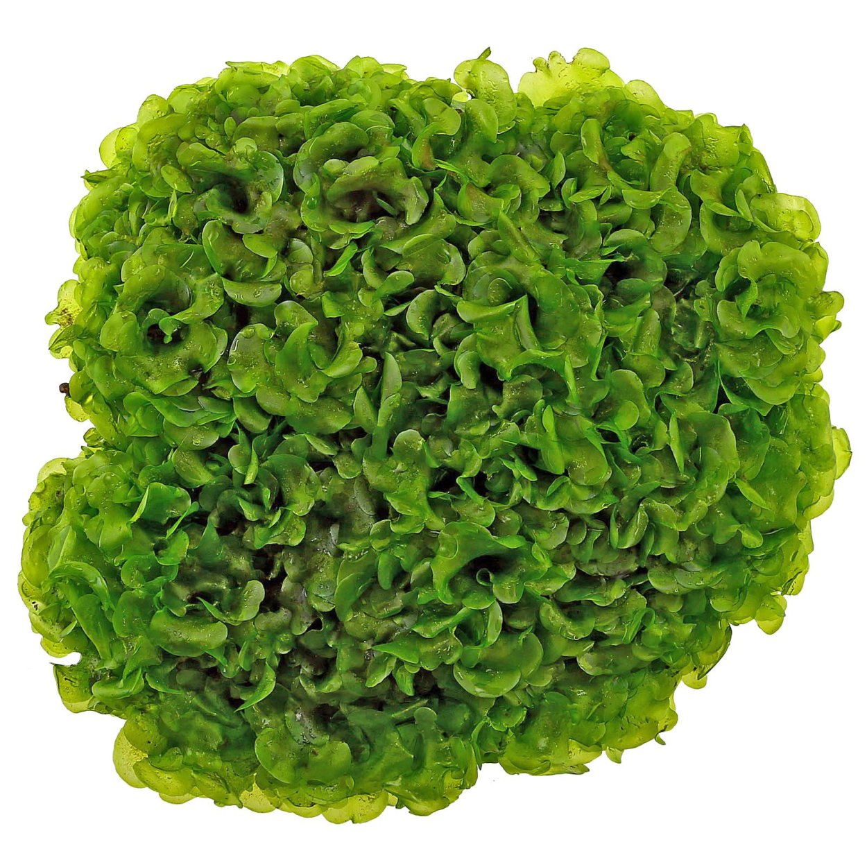 Мох stringy Moss
