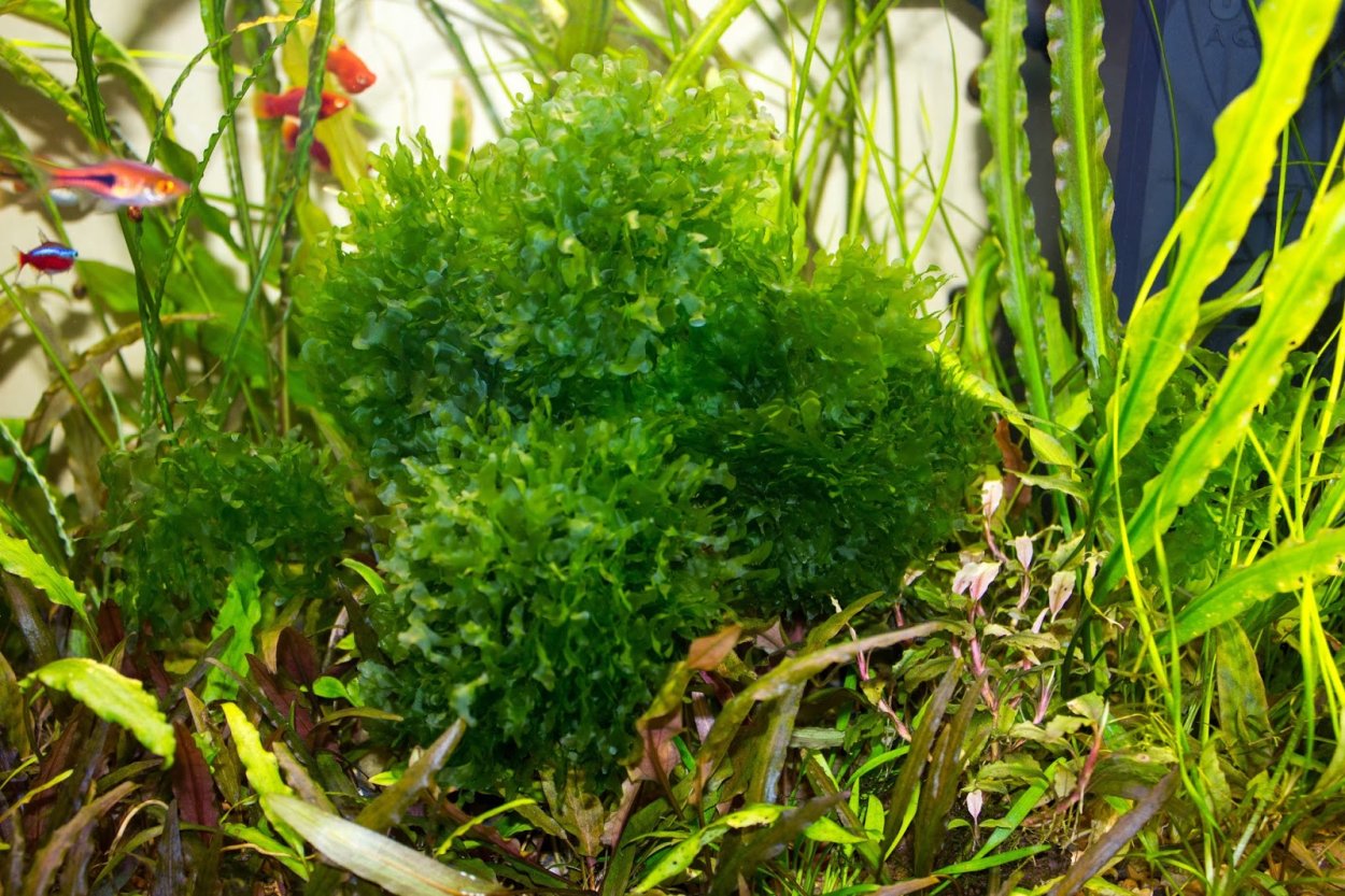 Fissidens Fox