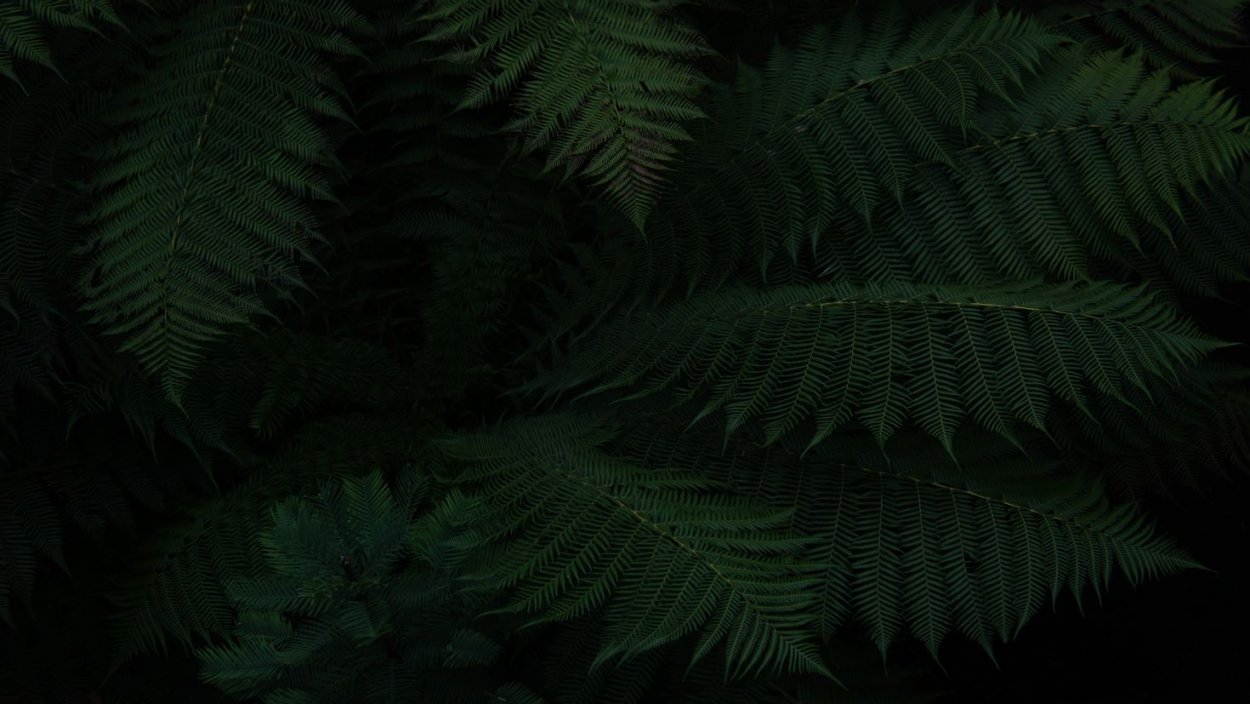 Dark Green папоротник