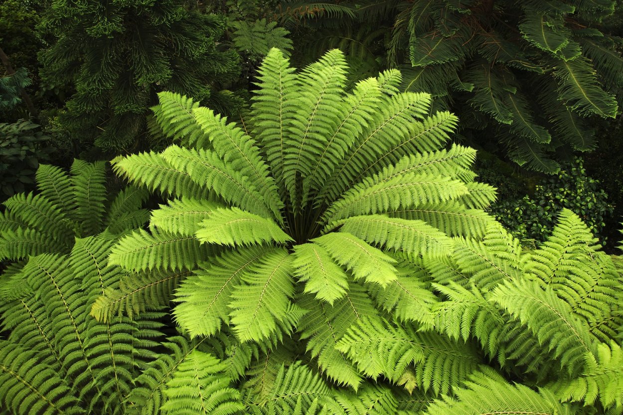 Папоротник thyrsopteris