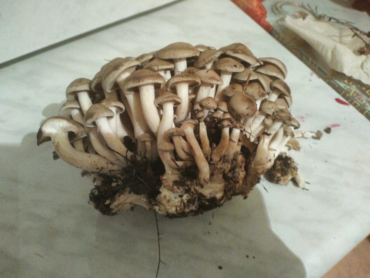 Рядовка скученная съедобная или нет