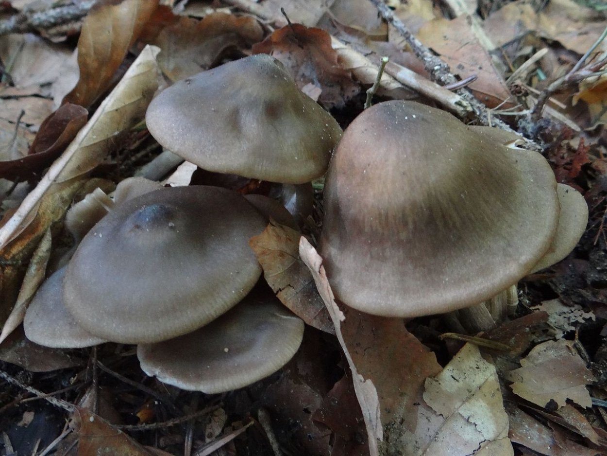 Рядовка скученная Lyophyllum decastes