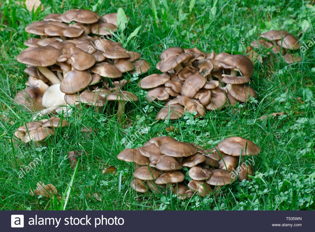 Рядовка скученная гриб