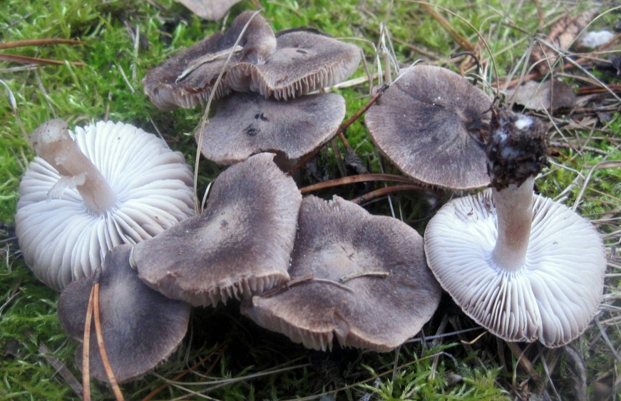 Рядовку землисто-серую (Tricholoma terreum)