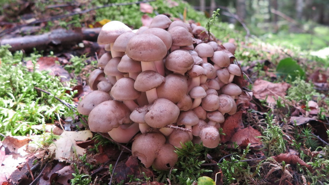 Грибы в Подмосковье 2020 рядовки