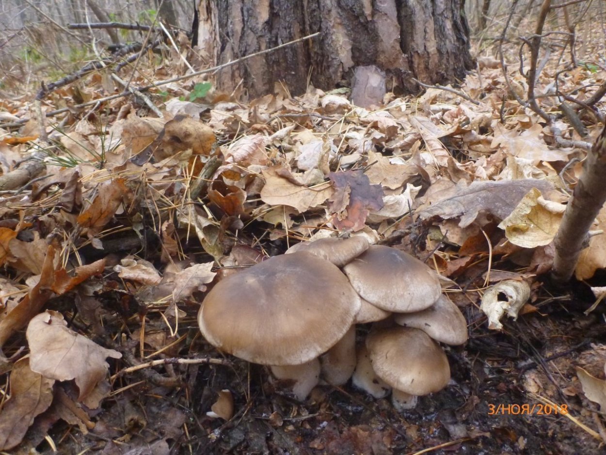 Грибы рядовки Лесные
