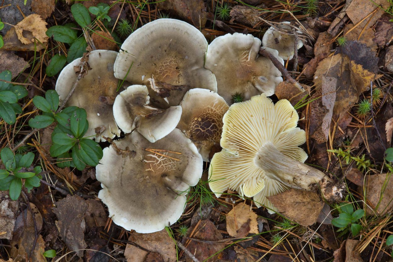 Рядовка мыльная Tricholoma saponaceum