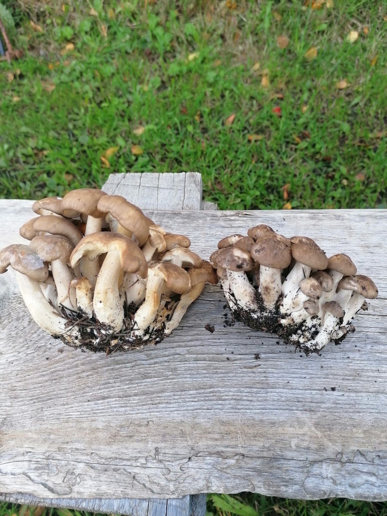 Гриб: лиофиллум скученный