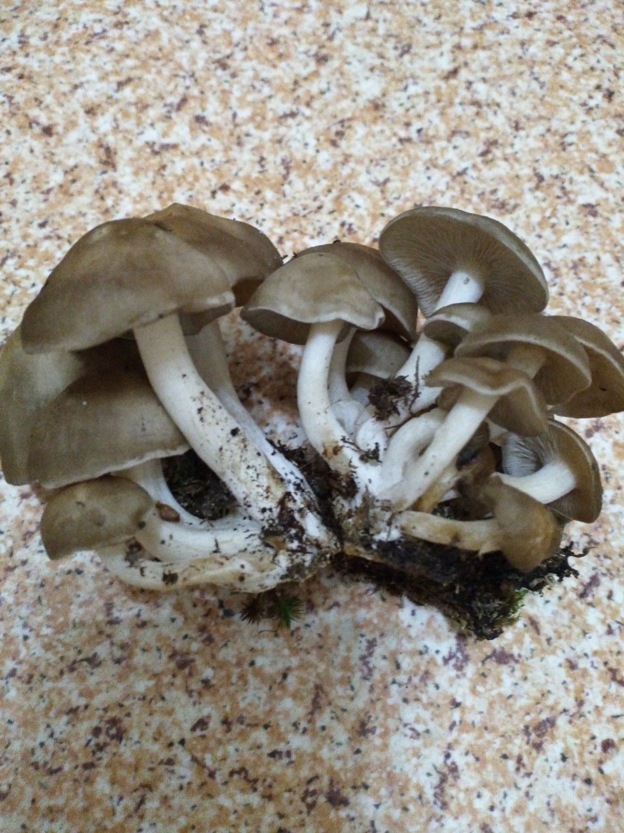 Рядовка скученная Lyophyllum decastes