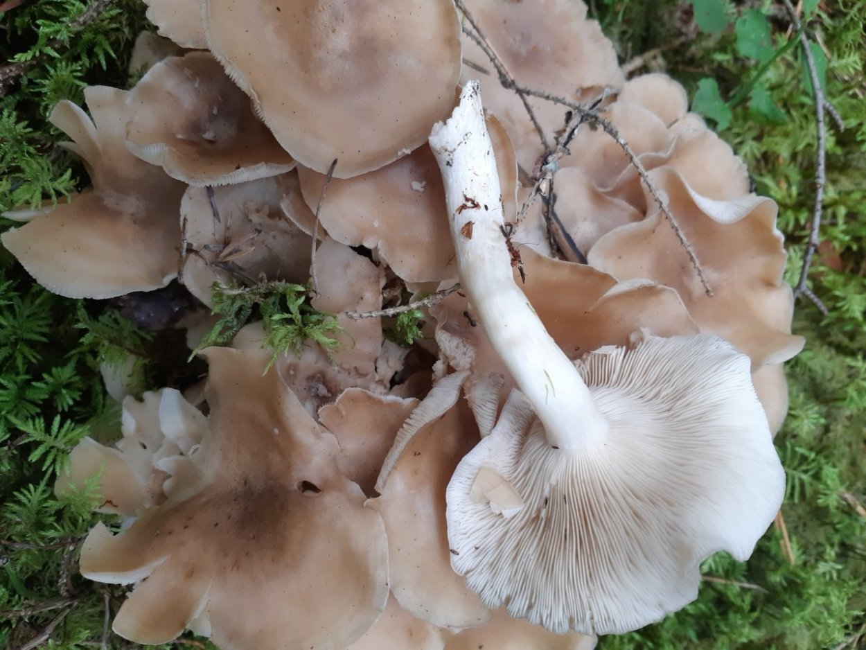 Рядовка скученная Lyophyllum decastes