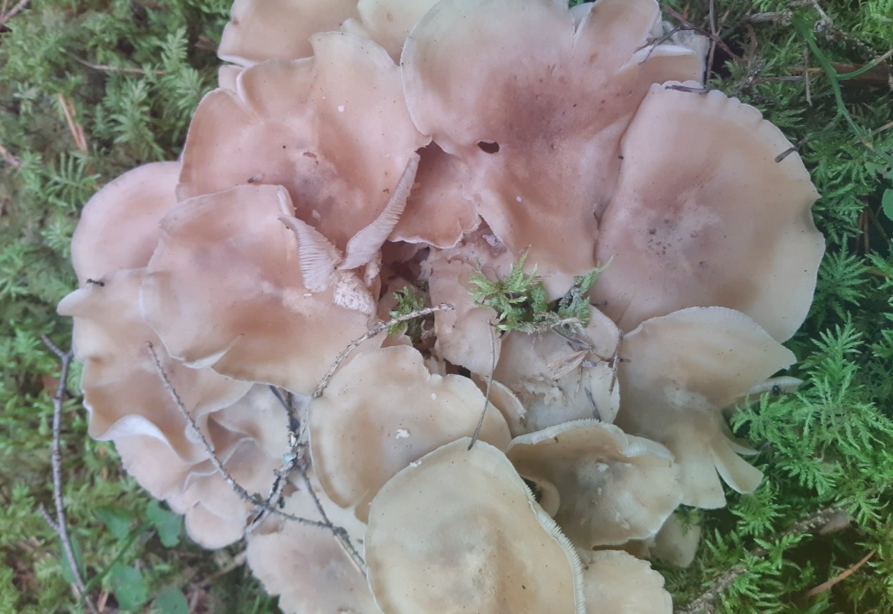 Рядовка скученная Тополиная