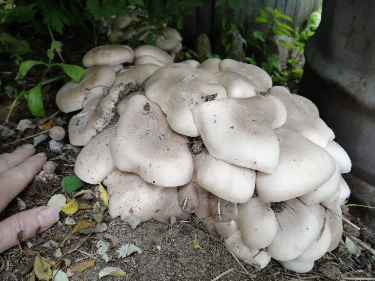 Грибы растущие на опилках