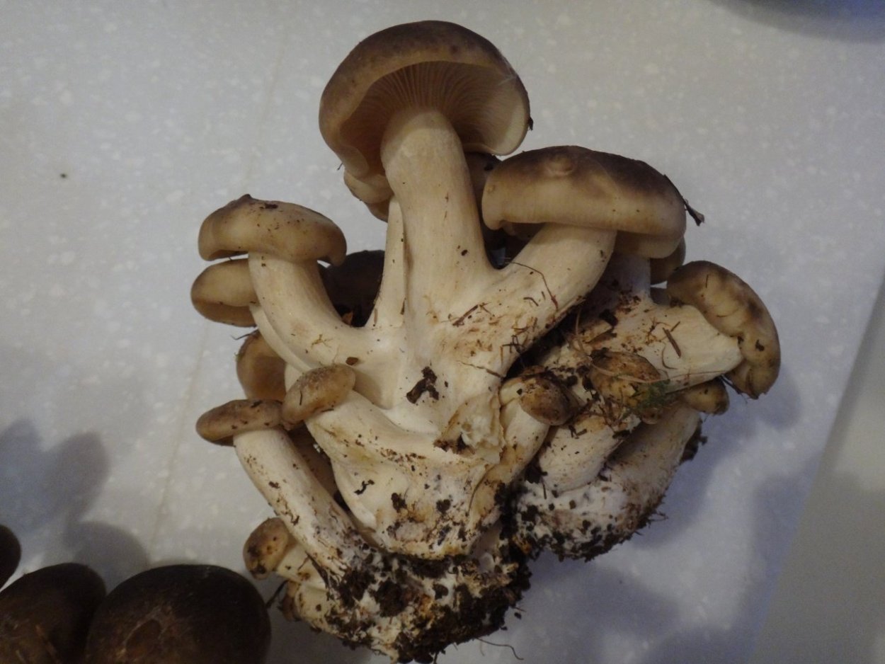 Лиофиллум скученный