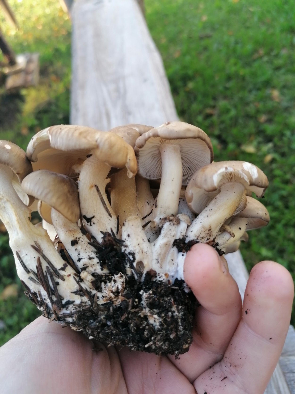 Рядовка скученная Lyophyllum decastes