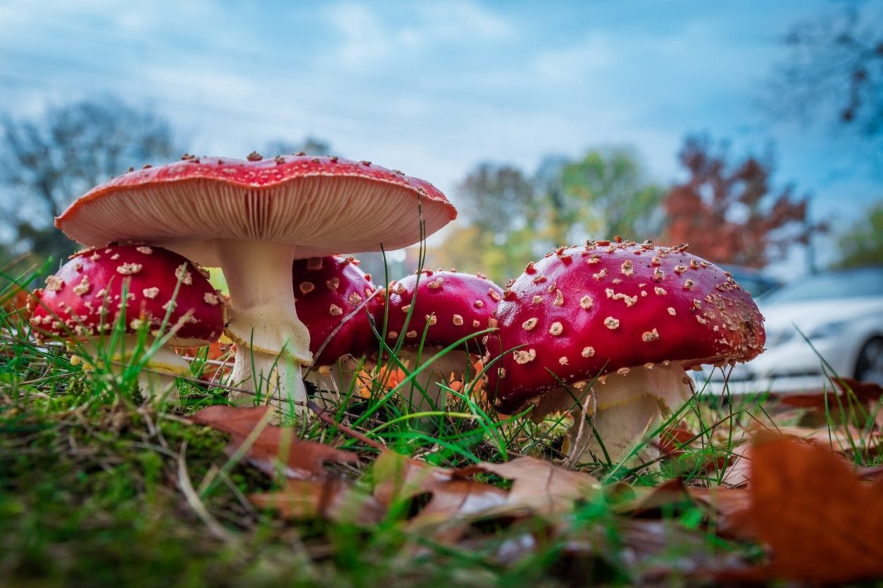 Мухомор красный (Amanita muscaria)