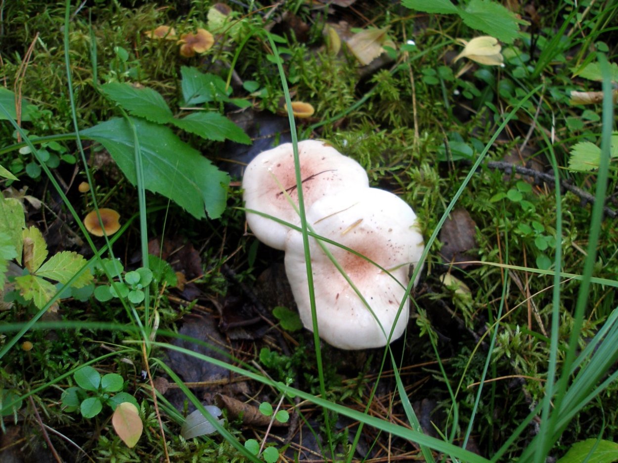 Груздь жёлтый Lactarius scrobiculatus