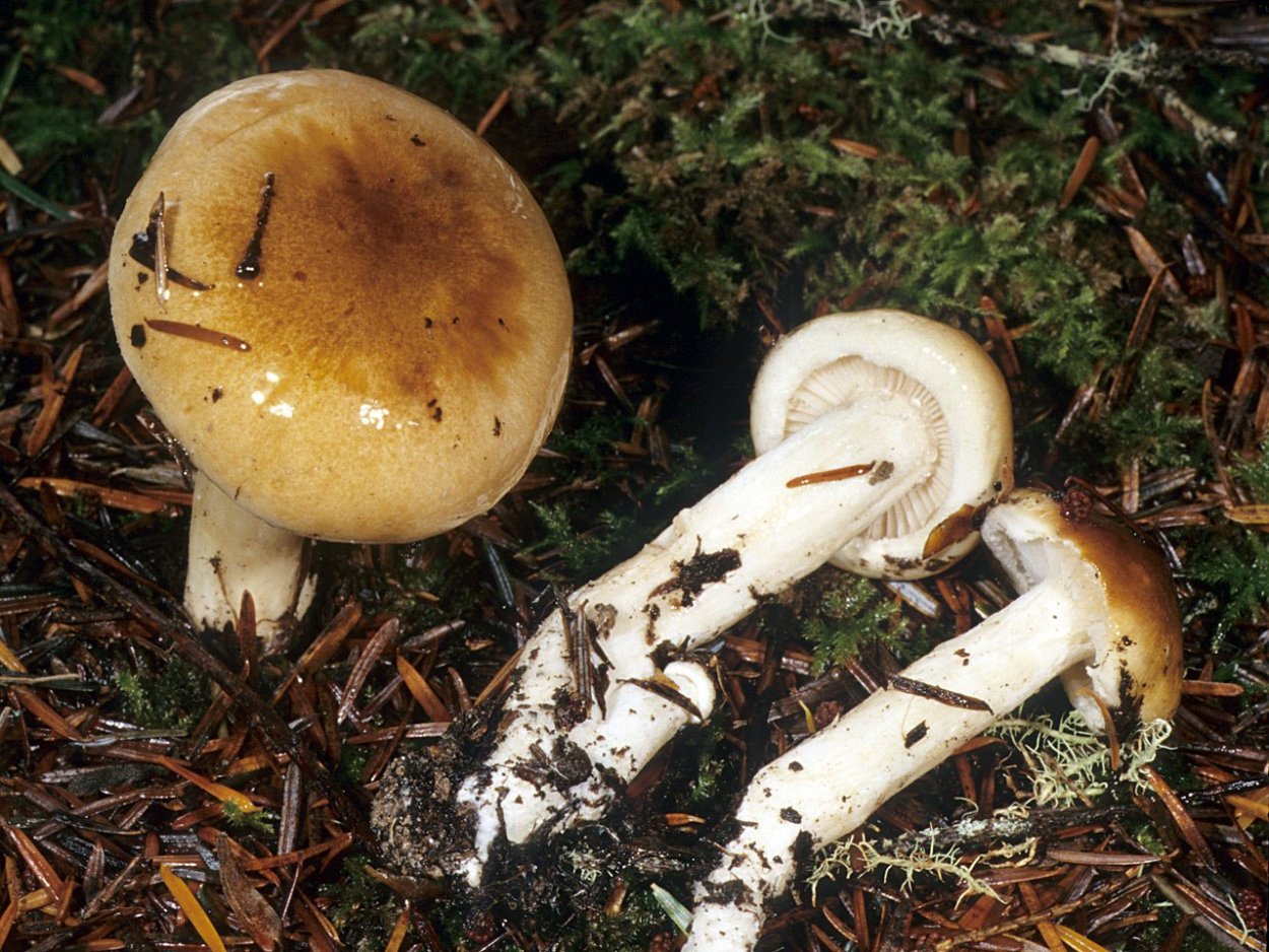Паутинник обыкновенный Cortinarius trivialis