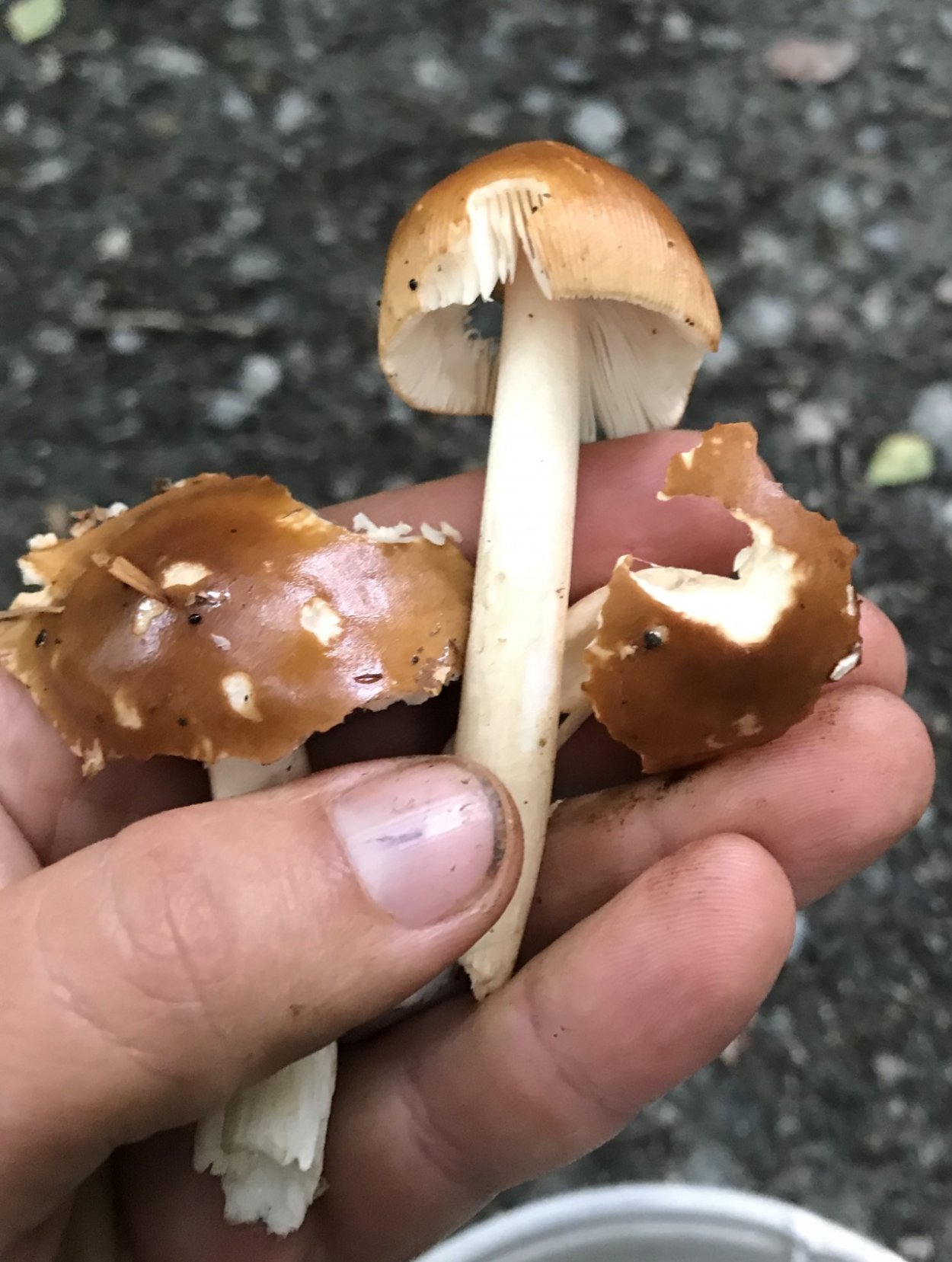 Мокруха Еловая съедобная
