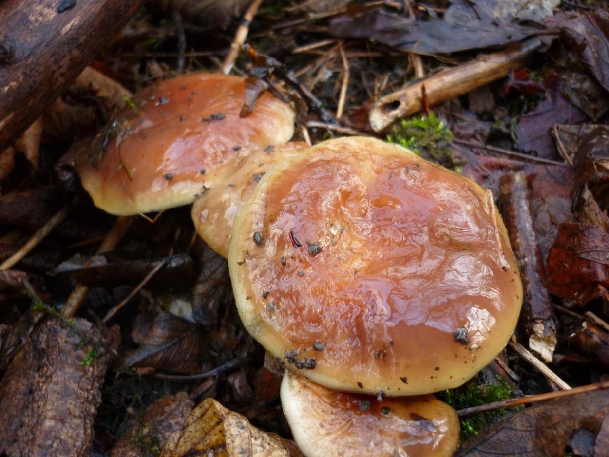 Чешуйчатка слизистая Pholiota lubrica