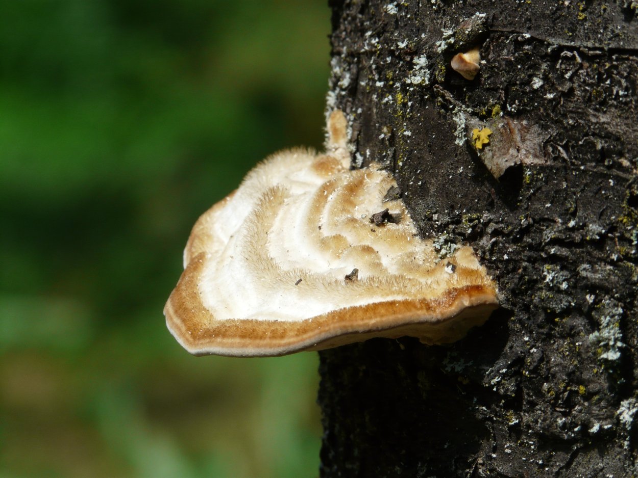 Трутовик Лучистый (Xanthoporia Radiata)